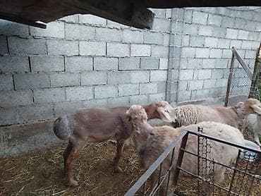 фазан бишкек: Сатам | Козу | Көбөйтүү үчүн | Токту — 1