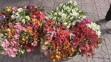 пишущая машина: Альстромерии местный свежий срез — 4