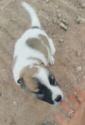 американский булли бишкек: Собака даром: Дворняжка, 2 месяца, Самка — 4