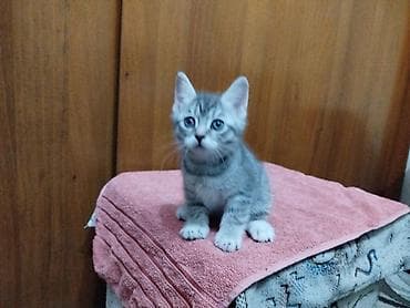 Скотиш Страйт (Шотландская прямоухая), 2 месяца, Девочка, Серый, Приучена к лотку