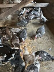 сапсан купить птица: Индоутки 57 голов — 8