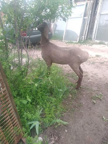 купить кормовых насекомых: Продаю | Ягненок | Арашан | Для разведения | Ярка — 10