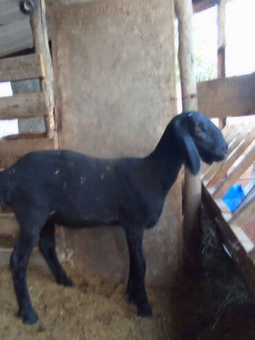 продажа щенков немецкой овчарки с документами в бишкеке: Продаю | Овца (самка), Ягненок | Арашан — 2