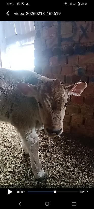 Аквариумы: Продаю | Бык (самец) | Швицкая — 6