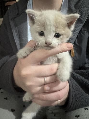 рыжая кошка: Котята, 2 мальчика и 1 девочка котята цвета серо белый кремовый с — 3