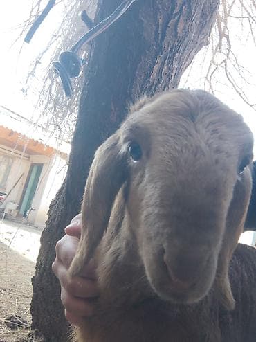 паук тарантул: Продаю | Ягненок | Арашан | Для разведения | Племенные — 3