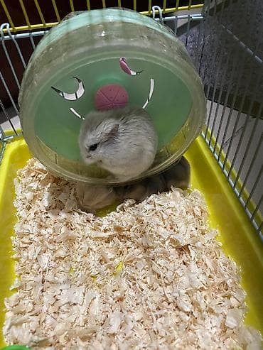 клетка для крыс: Хомячки джунгарики + комплект клеток и аксессуаров Предлагаются — 4