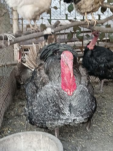 румынский фазан: Продаю | Куры, Петух | Домашняя | На забой, Для разведения — 2
