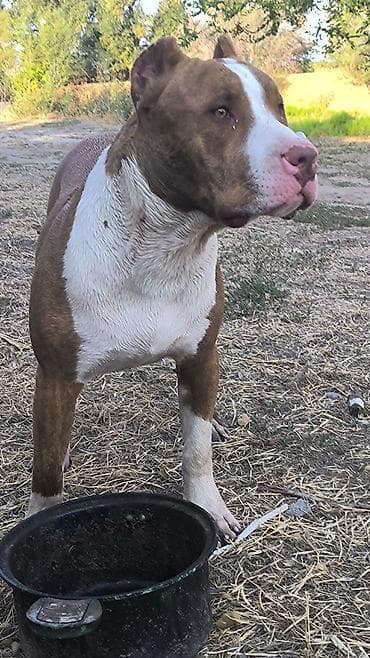 корм для собаки: Сын Саймона, 1.5 месяцев, не сломанный, уравновешенный, причина — 5