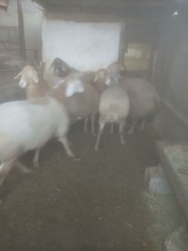 декоративные кролик: Продаю | Овца (самка) | Для разведения | Матка — 8