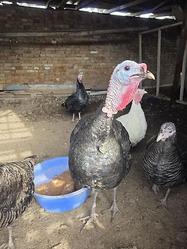 индюк тушка: Продаю | Индюк (самец) | Для разведения | Племенные — 2