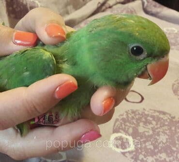 домик для волнистых попугаев: Александрийские попугаи хорошо приручаются к рукам а так же к — 10
