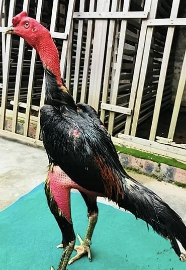 продам курей: Продаю | Петух | Бойцовая | Для разведения — 4