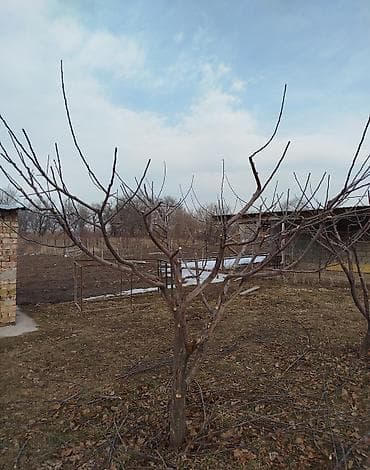 гулдор букет: Профессиональная обрезка плодовых деревьев Услуга сезонной и — 1