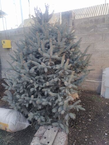 Саженцы деревьев: Ели