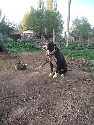 Амстафф, Более 5 лет, Самец