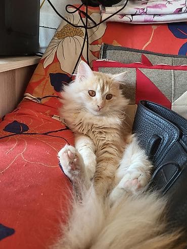 Мышык бекер берилет: Породасыз, 1 жаш, Эркек, Лотокко барууга үйрөтүлгөн — 2