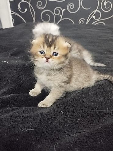 Открыта бронь на плюшевых шотландских котят (скоттиш-фолд и страйт)