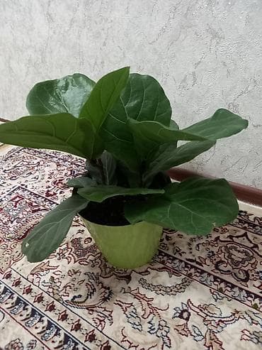 лист контейнера: Фикус лирата (Ficus lyrata), компактная форма. - Эффектные крупные — 3