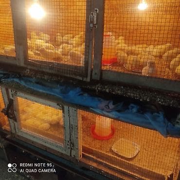 Продаю | Цыплята | Для разведения at lalafo.kg Продаю | Цыплята | Для разведения