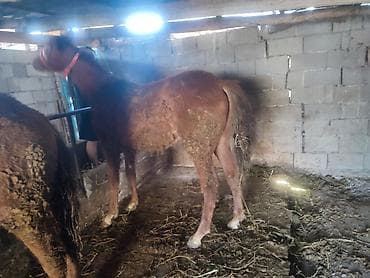 бомбейская кошка купить: Продаю | Жеребенок — 5