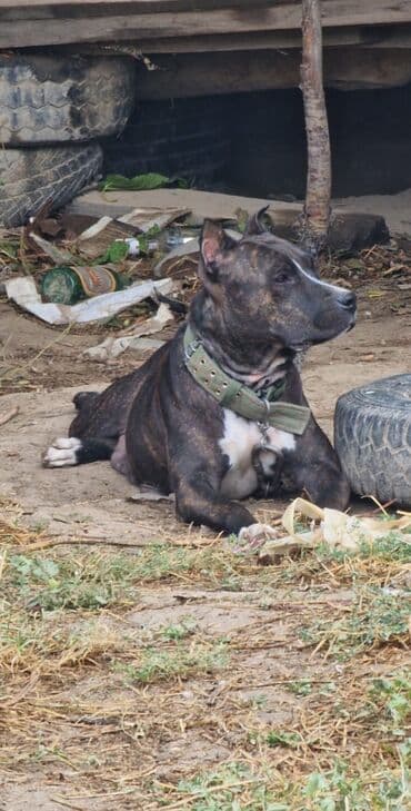 звонок собака фото: Питбуль, 4 месяца, Самец, С прививкой — 6