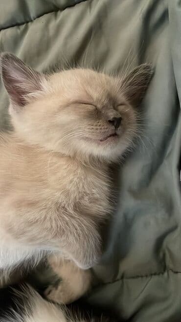 сиамская вислоухая кошка цена: Милые котята из одного помёта. Описание: - Возраст: родились 28 — 5