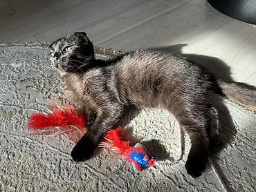 Скотиш Фолд (Шотландская вислоухая), 5 месяцев, Девочка, Шоколадный, Приучена к лотку