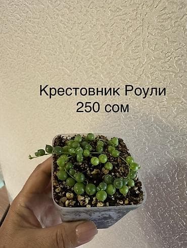 каланхоэ: Укоренённые черенки от 150 до 350 сомов — 9