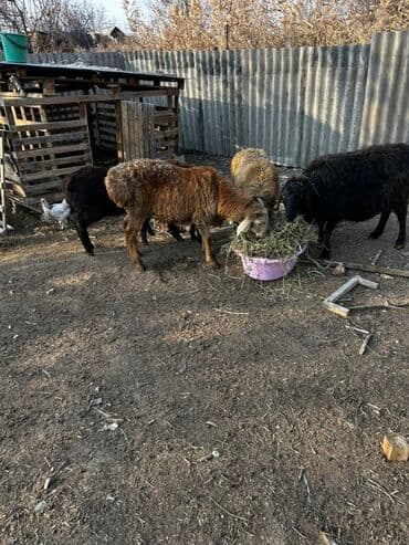 купить щенка далматинца: Продаю | Баран (самец), Овца (самка), Ягненок | Для разведения — 4