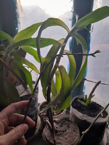 насос на выезд: Продается золотой ус 2 горшка в наличии по 200 сом.А также есть — 4