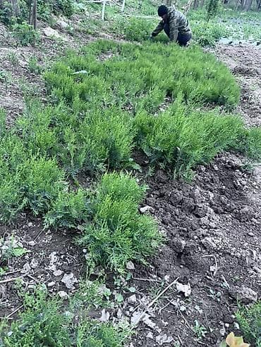 купить газону траву: Туи (стелющийся/карликовый тип) — саженцы для озеленения - Тип — 1