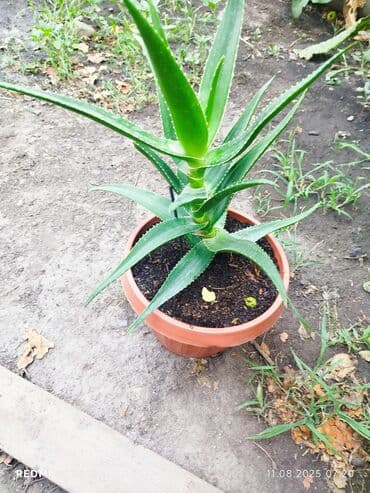 алоэ вера форевер: Растение алоэ с мясистыми, заостренными листьями ярко-зеленого цвета — 4