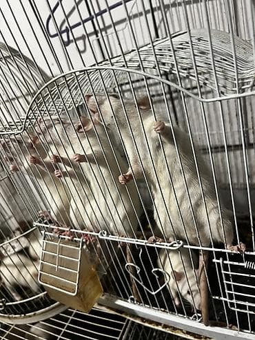 грызунов: Крысы декоративные преимущественно белые в клетках. Особенности: - — 1