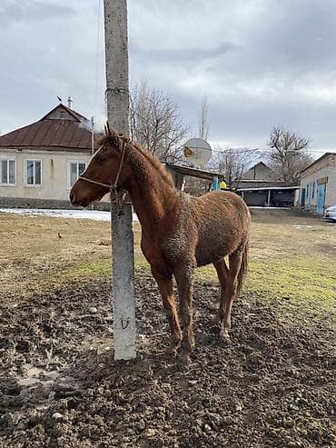 продаю осёл: Продаю | Жеребец | Конный спорт | Племенные — 5