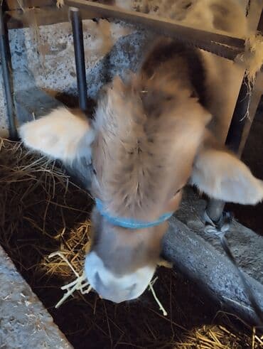 купить собаку доберман в бишкеке: Продаю | Музоо, торпок | Полукровка | На откорм | Привязанные — 3