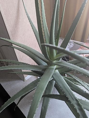 Бөлмө өсүмдүктөрү: Алоэ ( алоэ вера), крупные взрослые розетки в горшках. Возраст 5 лет — 2