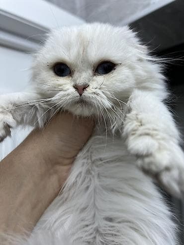 scottish fold: Скотиш Фолд (Шотландская вислоухая), 7 месяцев, Мальчик, Белый, Приучена к лотку — 3