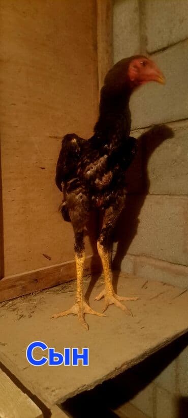 купить собаку породистую: Продаю | Куры | Бойцовая | Для разведения — 4