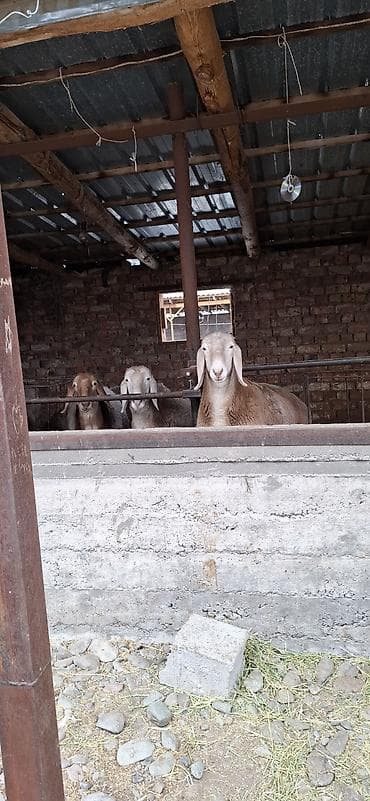 Нужен инвестор в хозяйство арашан с нас сарай+уход. Арашан кой at lalafo.kg Нужен инвестор в хозяйство арашан с нас сарай+уход. Арашан кой