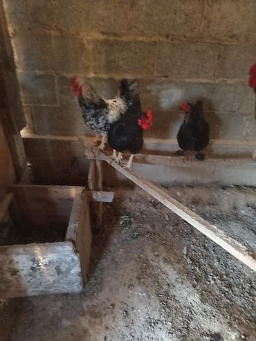 Продаю | Куры | Домашняя | Для разведения