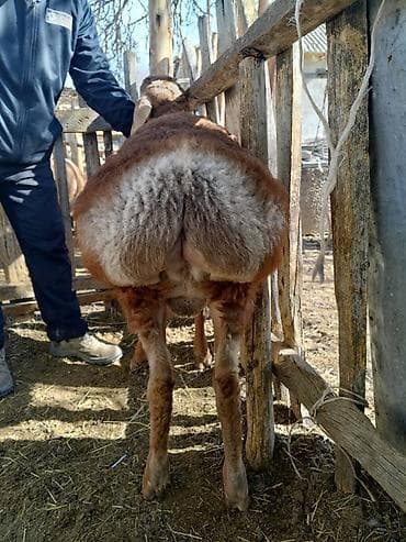 бамбуковая мышь: Продаю | Овца (самка) | Арашан | Для разведения | Ярка — 7