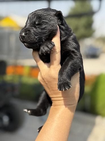 Иттер сатылат: Продам чистокровных щенков немецкой овчарки. 🐾 В наличии мальчики и — 2