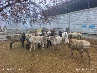 белый померанский шпиц цена: Продаю | Ягненок | Для разведения | Матка — 2