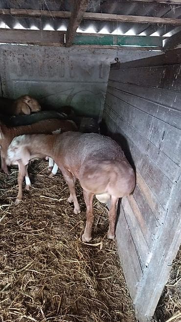 фазаны купить: Продаю | Баран (самец) | Арашан | На забой, Для разведения | Племенные, Осеменитель — 5