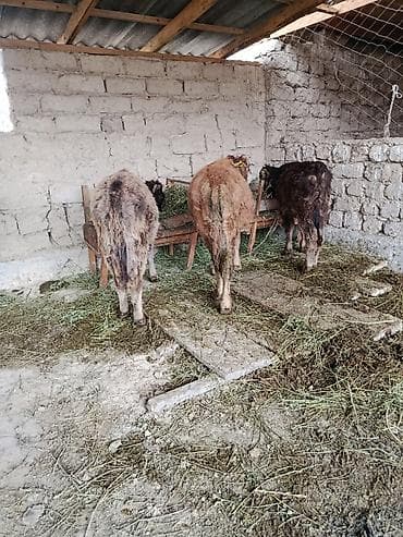 уй швиц: Продаю | Бык (самец), Музоо, торпок — 6