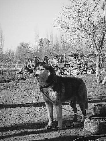 Услуги ветеринара: Собака даром: Хаски, 11 месяцев, Самец — 3