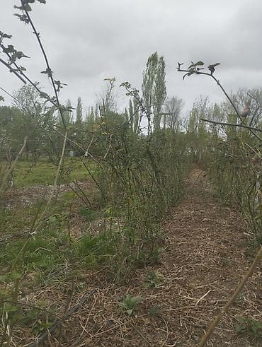 ежевики: Саженцы ежевики (саженцы для закладки плантации/сада) - Сортовая — 1