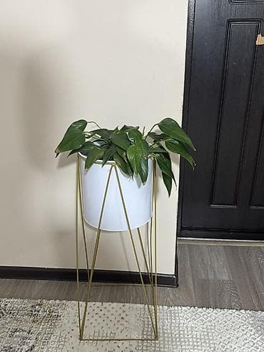 Напольные кашпо с комнатными растениями - Комплект стильных напольных at lalafo.kg Напольные кашпо с комнатными растениями - Комплект стильных напольных