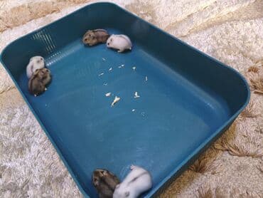 Услуги ветеринара: Карликовые хомячки (джунгарики) - Окрас: есть несколько вариантов — — 5